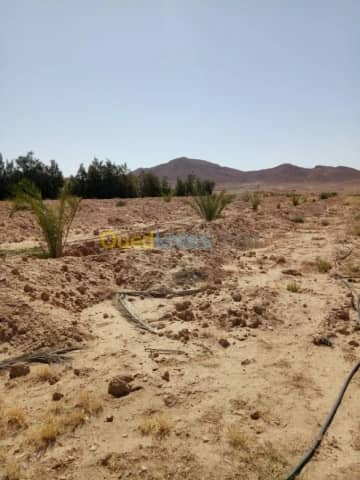 Vente Terrain Agricole Biskra Biskra 31