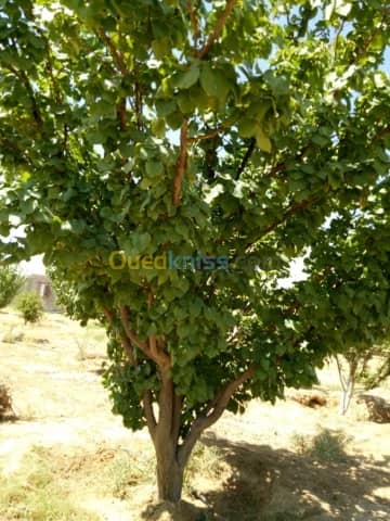 Vente Terrain Agricole Biskra Biskra 25
