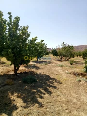 Vente Terrain Agricole Biskra Biskra 29