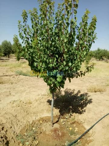 Vente Terrain Agricole Biskra Biskra 41