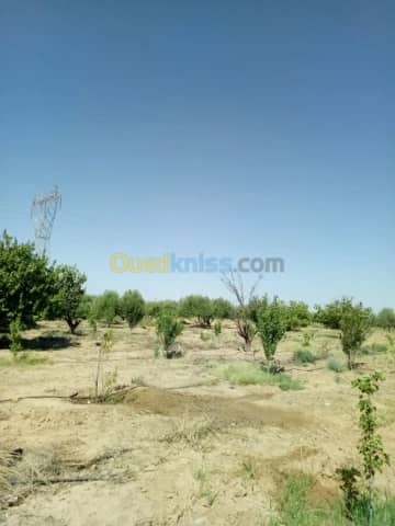 Vente Terrain Agricole Biskra Biskra 32
