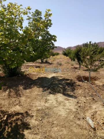 Vente Terrain Agricole Biskra Biskra 4
