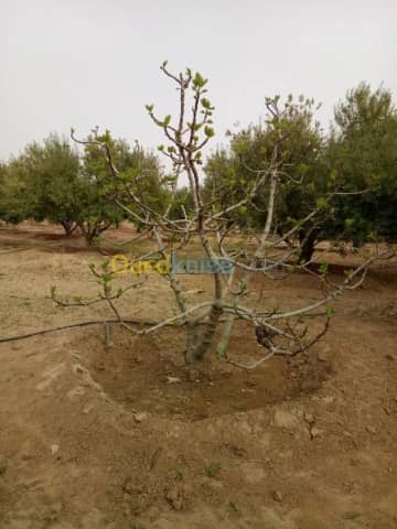 Vente Terrain Agricole Biskra Biskra 18