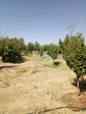 Vente Terrain Agricole Biskra Biskra 8