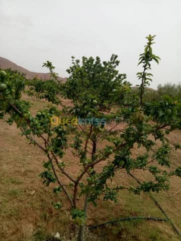 Vente Terrain Agricole Biskra Biskra 38