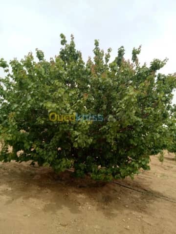 Vente Terrain Agricole Biskra Biskra 15