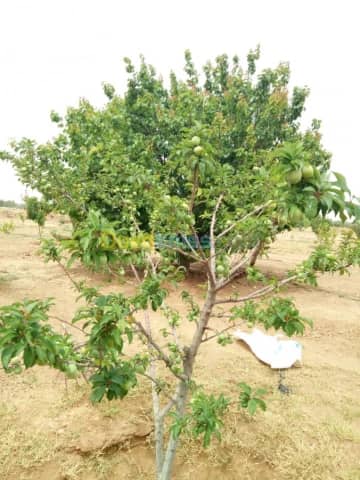 Vente Terrain Agricole Biskra Biskra 13