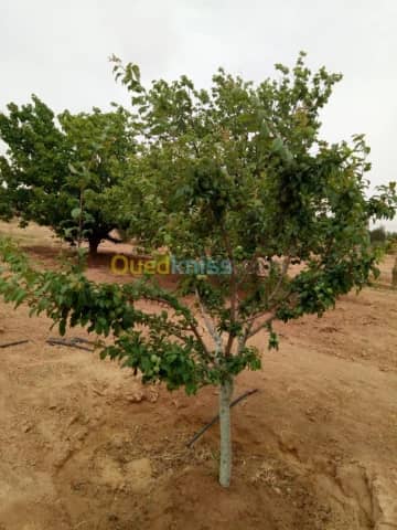 Vente Terrain Agricole Biskra Biskra