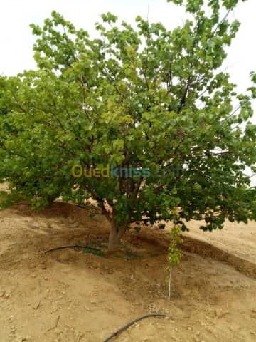 Vente Terrain Agricole Biskra Biskra 39