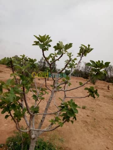 Vente Terrain Agricole Biskra Biskra 26