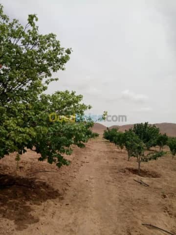 Vente Terrain Agricole Biskra Biskra 36