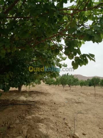 Vente Terrain Agricole Biskra Biskra 23