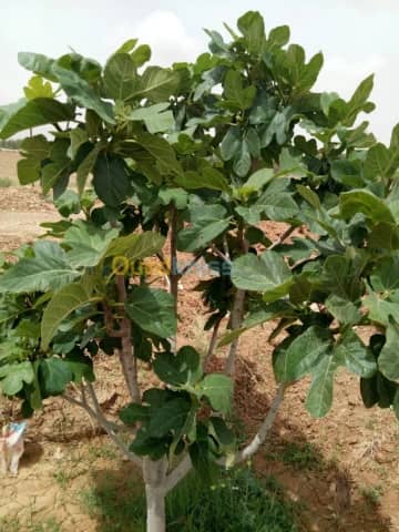 Vente Terrain Agricole Biskra Biskra 35