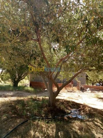 Vente Terrain Agricole Biskra Biskra 11