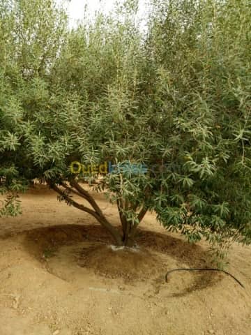 Vente Terrain Agricole Biskra Biskra 20