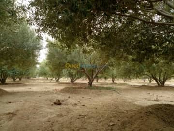 Vente Terrain Agricole Biskra Biskra 33