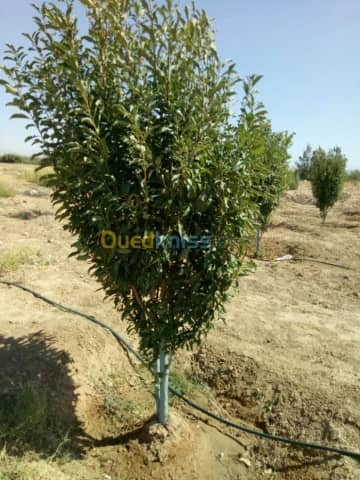 Vente Terrain Agricole Biskra Biskra 24