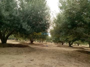 Vente Terrain Agricole Biskra Biskra 12
