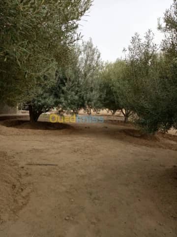Vente Terrain Agricole Biskra Biskra 2