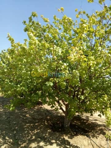Vente Terrain Agricole Biskra Biskra 27
