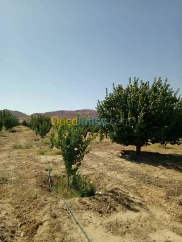 Vente Terrain Agricole Biskra Biskra 14