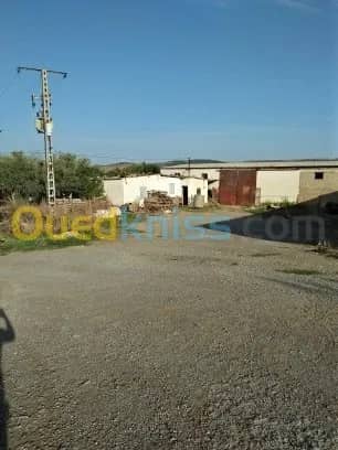 Vente Terrain Agricole Guelma Nechmaya 45