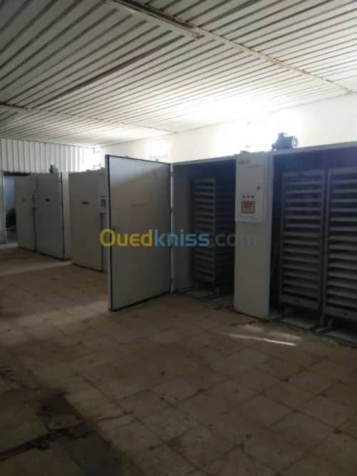 Vente Terrain Agricole Guelma Nechmaya 15