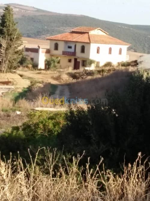 Vente Terrain Agricole Guelma Nechmaya 37