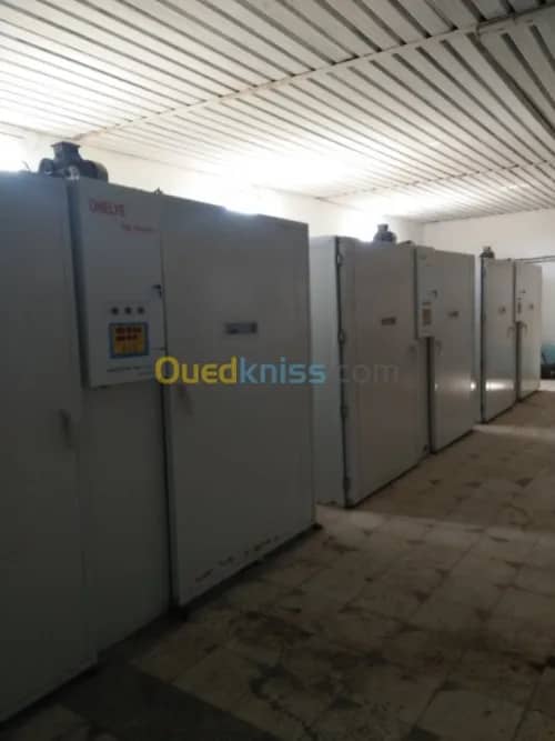 Vente Terrain Agricole Guelma Nechmaya 30