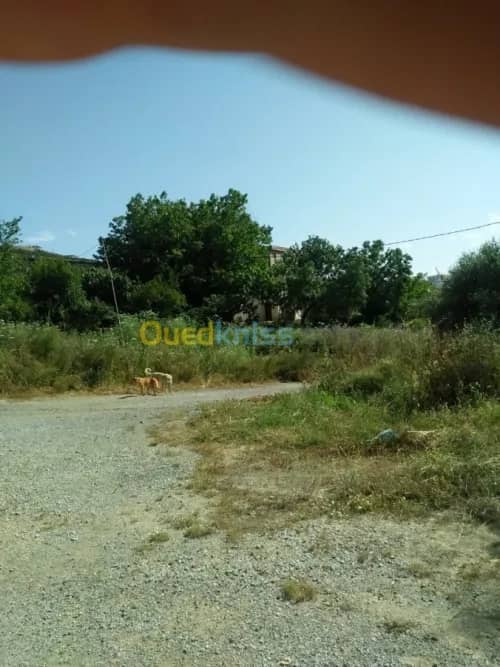 Vente Terrain Agricole Guelma Nechmaya 40