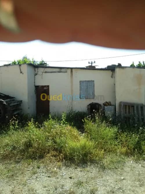 Vente Terrain Agricole Guelma Nechmaya 13