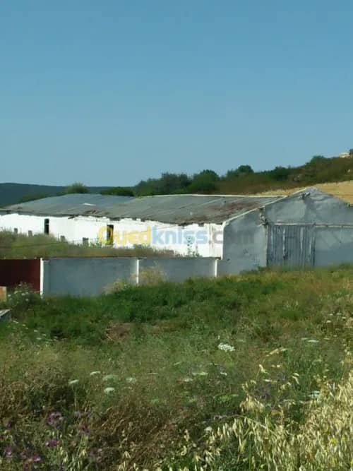 Vente Terrain Agricole Guelma Nechmaya 35