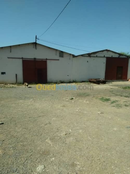 Vente Terrain Agricole Guelma Nechmaya 20