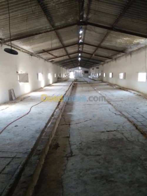 Vente Terrain Agricole Guelma Nechmaya 25