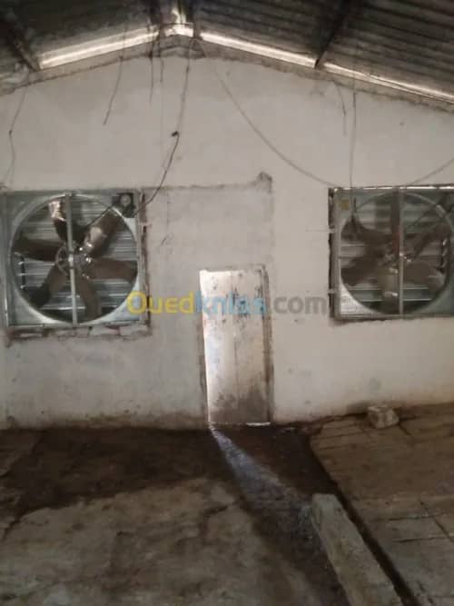 Vente Terrain Agricole Guelma Nechmaya 38