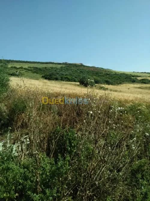 Vente Terrain Agricole Guelma Nechmaya 2
