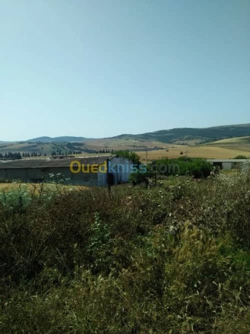 Vente Terrain Agricole Guelma Nechmaya 4