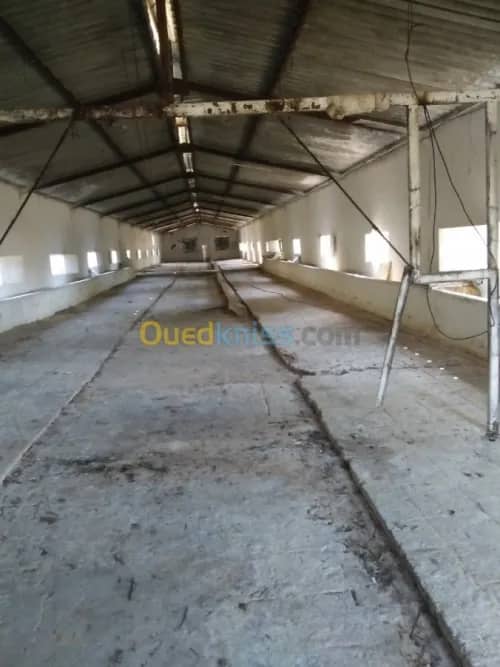 Vente Terrain Agricole Guelma Nechmaya 48