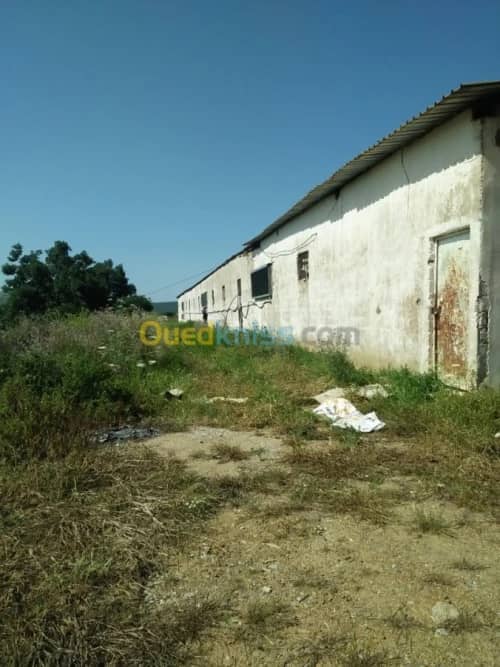 Vente Terrain Agricole Guelma Nechmaya 3