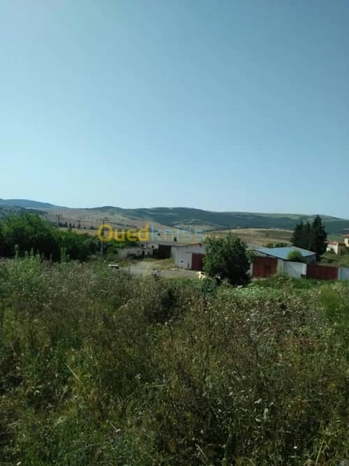 Vente Terrain Agricole Guelma Nechmaya 6