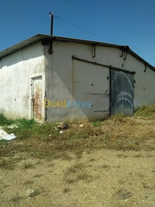Vente Terrain Agricole Guelma Nechmaya 8