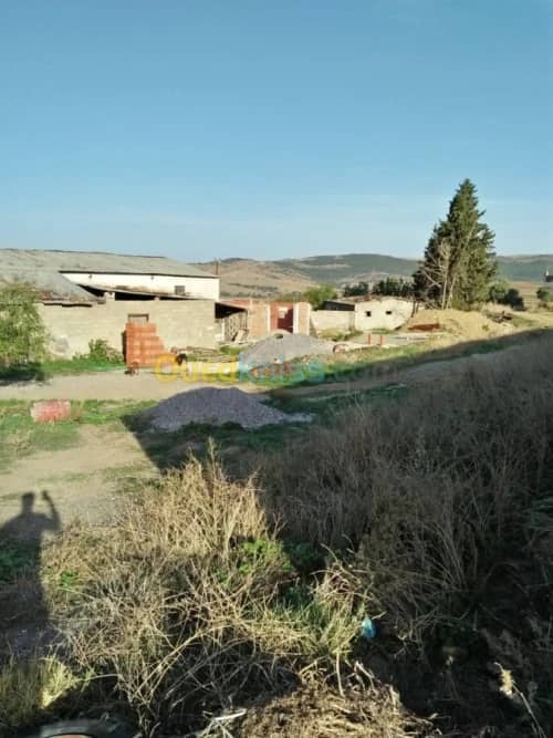 Vente Terrain Agricole Guelma Nechmaya 27