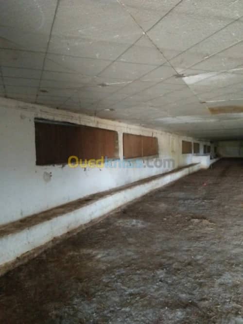 Vente Terrain Agricole Guelma Nechmaya 47