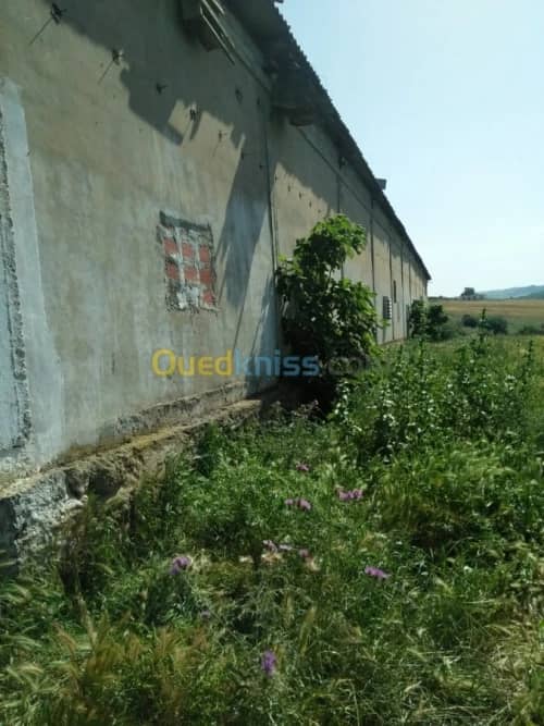 Vente Terrain Agricole Guelma Nechmaya 42