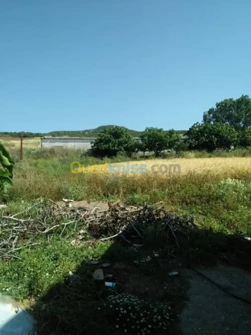 Vente Terrain Agricole Guelma Nechmaya 39