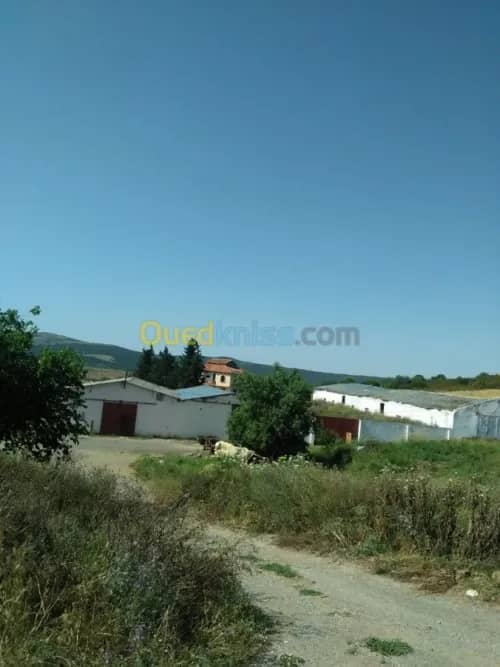 Vente Terrain Agricole Guelma Nechmaya 10