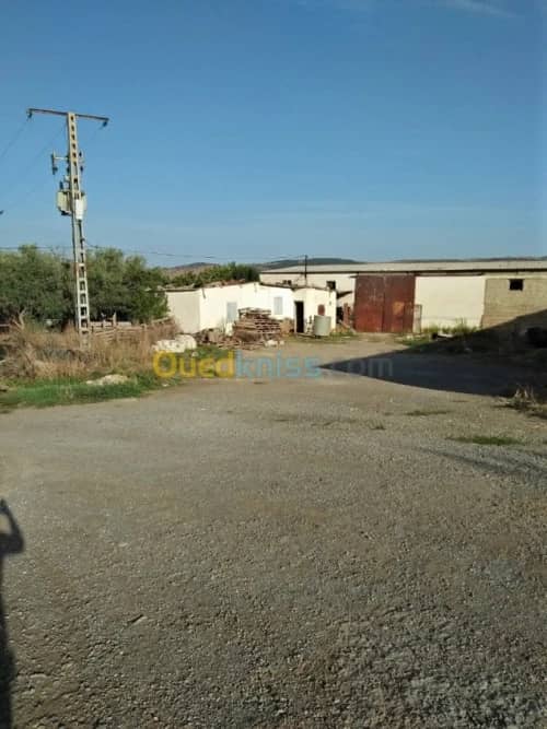 Vente Terrain Agricole Guelma Nechmaya 41