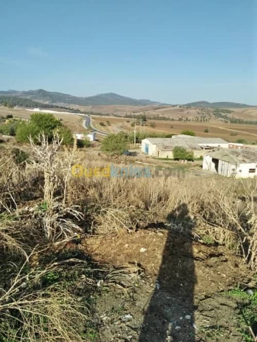 Vente Terrain Agricole Guelma Nechmaya 5
