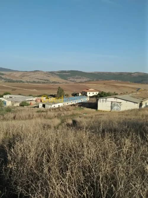 Vente Terrain Agricole Guelma Nechmaya 23