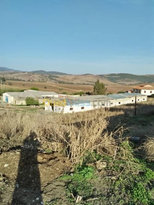 Vente Terrain Agricole Guelma Nechmaya 24